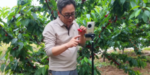 电商中心开展“礼泉好物直播季——樱你而来，甜蜜一夏”专场直播活动！