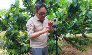 电商中心开展“礼泉好物直播季——樱你而来，甜蜜一夏”专场直播活动！